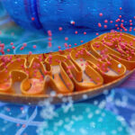 Scientists Explore “Mild Mitochondrial Uncouplers” as a New Path to Treat Obesity