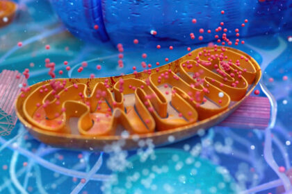 Scientists Explore “Mild Mitochondrial Uncouplers” as a New Path to Treat Obesity