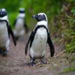 Famine threat puts South Africa’s penguins at risk of extinction
