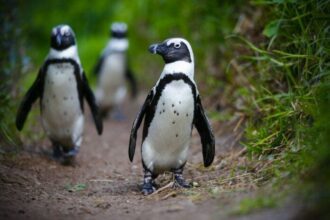 Famine threat puts South Africa’s penguins at risk of extinction