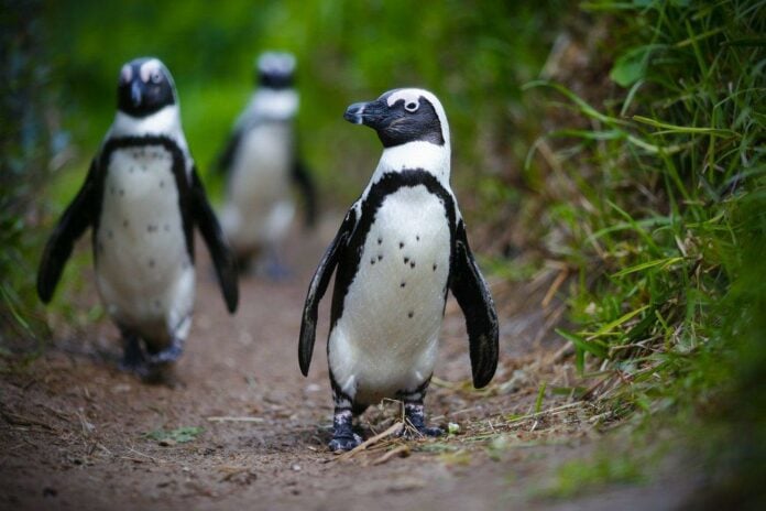 Famine threat puts South Africa’s penguins at risk of extinction