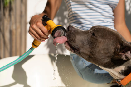 Why does my dog hack after drinking water